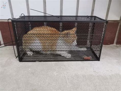 猫贩子入室偷走居民宠物猫：听中介说某家有只品种猫，遂起贪念