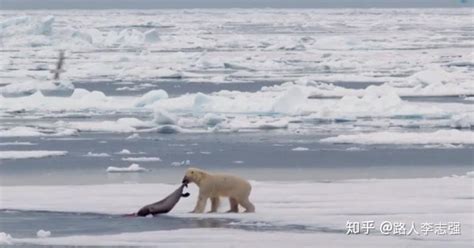 随着北极海上的冰的减少 北极熊或将在2100年灭绝|随着|北极-滚动读报-川北在线