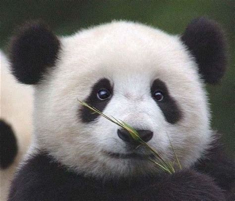小熊猫和小浣熊什么区别？小熊猫的战斗力惊人|小熊猫|红熊猫|浣熊_新浪新闻
