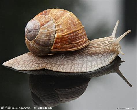 蜗牛（腹足纲陆生动物） - 搜狗百科