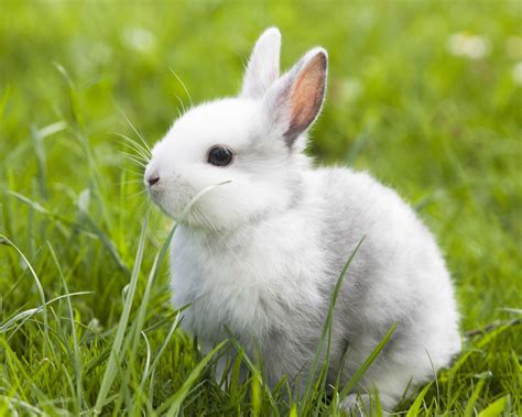 可爱的小兔子 - 茶杯宠物网