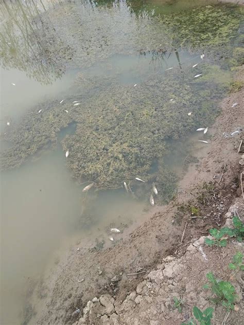 惠州鱼塘死二十万斤鱼 - 广西首页 -中国天气网