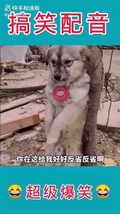 动物搞笑配音_腾讯视频
