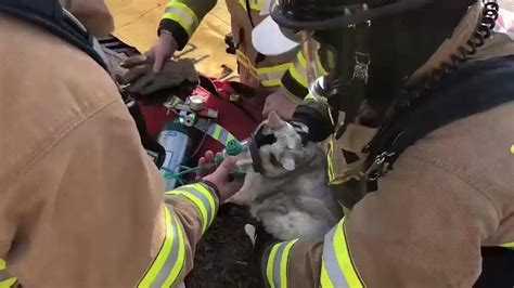 消防员从森林大火中救了一只猫咪，没想到收到它这样的感谢