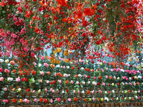 白牡丹的花语是什么?白牡丹的寓意和象征-花卉百科-中国花木网