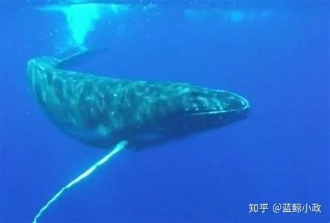世界上最孤独的鲸鱼，发出的频率是52赫兹，而正常鲸鱼是15至25赫兹！_腾讯视频}