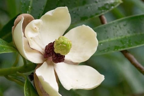 红花木莲-常见园林植物-图片