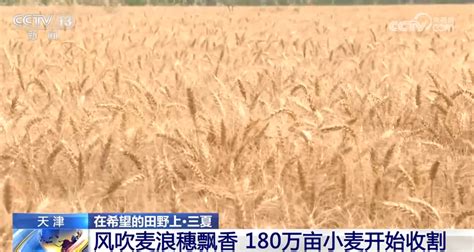 全国麦收进度过九成五 多地采取措施保障夏粮丰收_中国江苏网