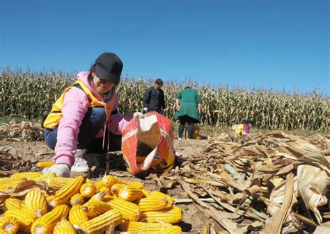 湖北当阳：收割玉米-人民图片网
