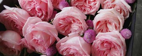 玫瑰哪个品种最香？香味浓郁的玫瑰花品种-花卉百科-中国花木网