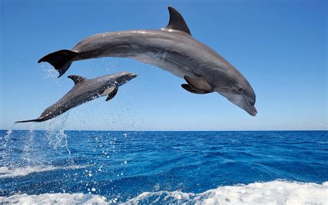 海洋中四种独特的哺乳动物，你见过哪一种？|海洋|库维尔|象海豹_新浪新闻