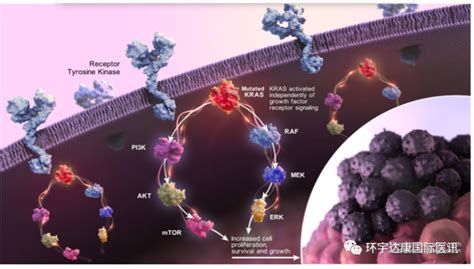 KRAS基因突变靶向药,KRAS G12c抑制剂MRTX849联合PD-1治疗肺癌数据优异,更多的KRAS临床试验招募正在进行中_全球肿瘤医生网