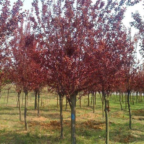 李树简介 李树生长习性 园林用途 种植分布 - 花木网