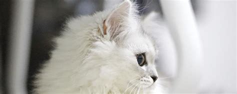 一只白色小猫咪，这是什么品种呢？ ? - 知乎
