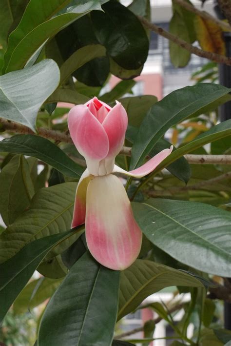 大果木莲Manglietia grandis-花卉图片网