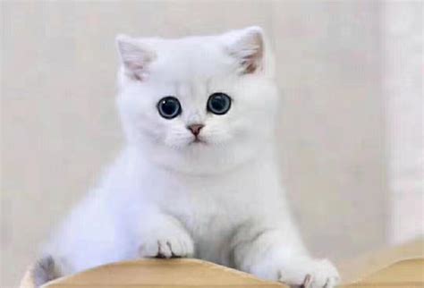 白色的猫摄影图__家禽家畜_生物世界_摄影图库_昵图网nipic.com