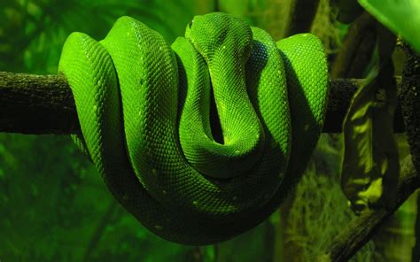 【亚马逊传说的超级巨蟒图片】海洋巨蟒之谜_蛇的图片_毒蛇网