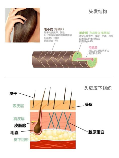 头发的构造 | 染发基础讲座 | 朋友(上海)化妆品销售有限公司