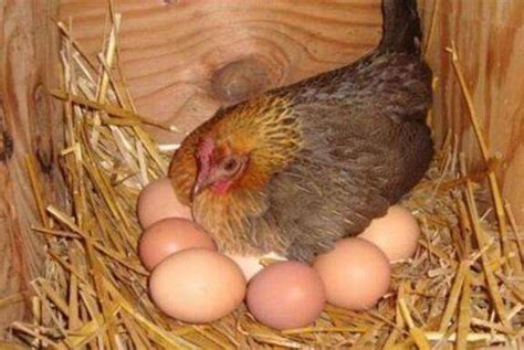 母鸡下蛋后自己吃掉鸡蛋是怎么回事-农百科