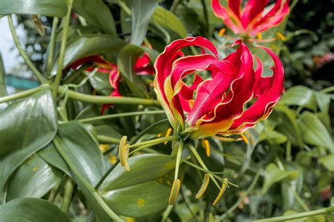 The 10 Rarest Flowers In The World - WorldAtlas
