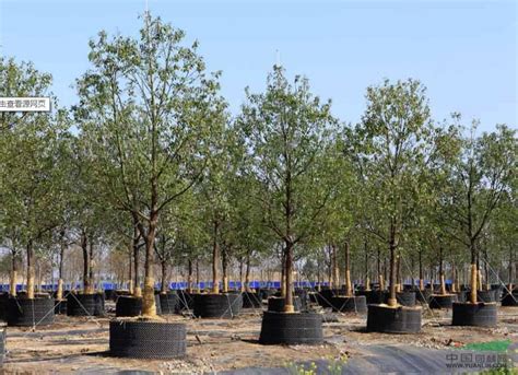 苗木种植-甘肃绿景源生态建设工程有限公司