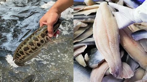 越南巴沙鱼进口增量明显！2023年黑鱼和巴沙鱼齐发力共拓鱼片市场！-世展网