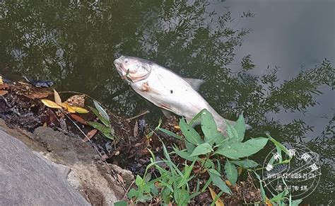 嵊州：湿地公园每天捞50来条死鱼 影响水质和环境-安吉新闻网