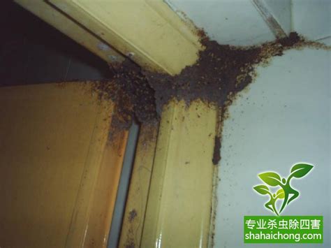 安溪：巨型白蚁巢穴隐身储藏室_白蚁防治_除四害消杀灭虫网