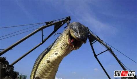 100米巨蛇巨型,100米巨蛇蟒蛇,100米巨蛇_大山谷图库