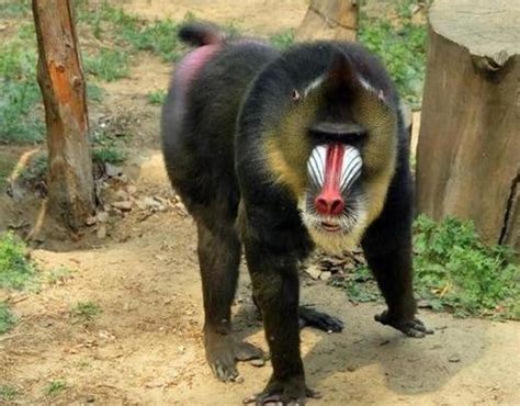 世界上最恐怖的猴子，独脚鬼怪(山魈) — 品牌排行榜