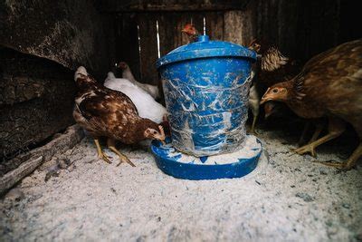 出售婆罗门鸡 东涛鸡 元宝鸡 长尾鸡 婆罗门鸡苗 观赏鸡种蛋-阿里巴巴