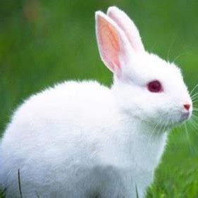 兔子最怕生于几月，兔子生在阴历几月份最好-528时尚