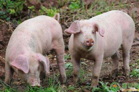 皮特兰品种猪在草地上的新鲜绿草上吃草吃草在绿色草甸夏令时高清图片下载-正版图片505674825-摄图网