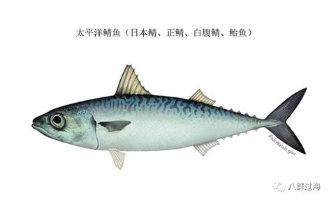 鲭鱼的功效与作用,营养价值,好处,禁忌有什么 - 菜谱网