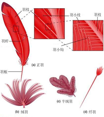 来自中国的羽毛恐龙是这么换羽毛的_凤凰网历史_凤凰网