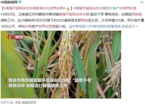 ZR902系列超级杂交水稻组合产量刷新粮食高产纪录__凤凰网