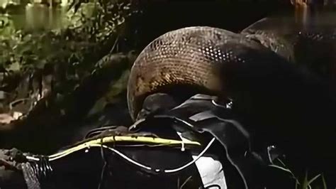 为什么鳄鱼最怕蟒蛇，难道是鳄鱼打不过，看完恍然大悟_腾讯视频