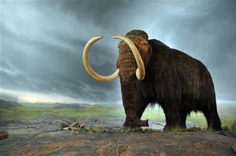 4000年前猛犸象DNA，被培育制成肉丸_手机新浪网