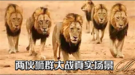 两伙狮群大战真实场景：落单雄狮被4只狮子撕咬，场面惨不忍睹！