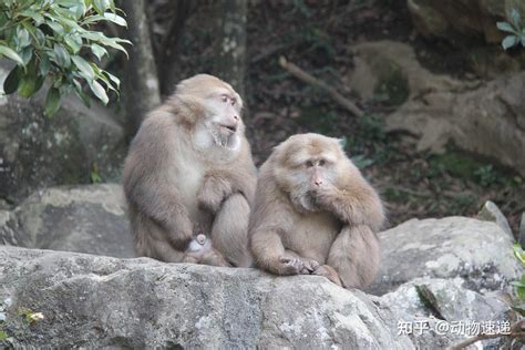 为什么藏酋猴是中国最彪悍的猴子种类之一？ - 知乎