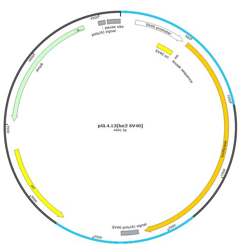 pGL4.13[luc2/SV40] 报告基因质粒 SV40启动子-质粒载体-ATCC-DSM-CCUG-泰斯拓生物