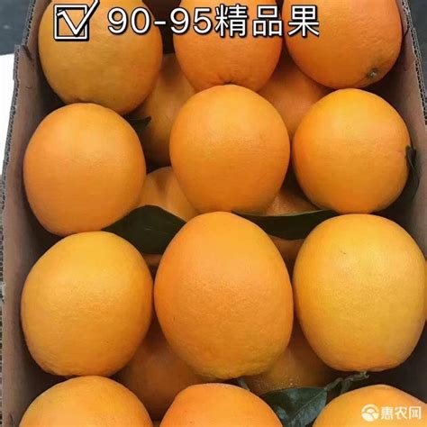 [脐橙批发]秭归脐橙 60 - 65mm 4-8两 价格1.8元/斤 - 惠农网