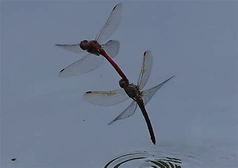 蜻蜓点水是生物的什么特征 - 业百科