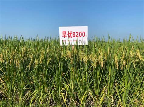 邢台朱庄北灌区管理处 6月份阶段性完成了抗旱保秋苗灌溉任务-民生关注