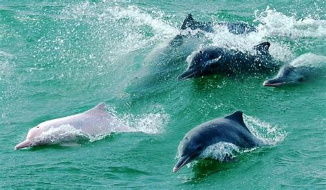 钦州的白海豚 l 北部湾白海豚的空间分布现状-04_研究_调查_海域