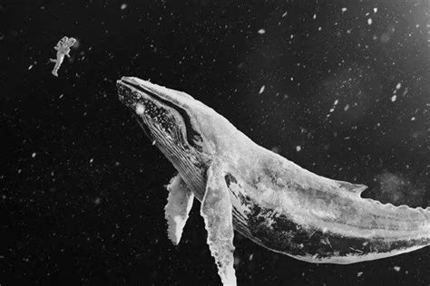 孤独的鲸鱼(动物手机动态壁纸) - 动物手机壁纸下载 - 元气壁纸