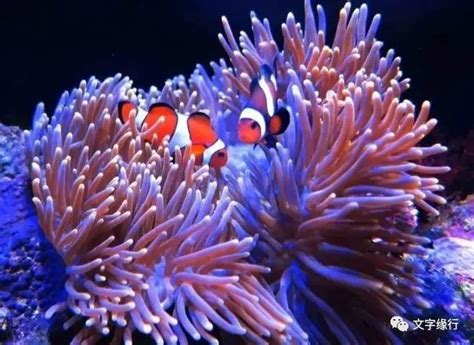 海葵和小丑鱼高清摄影大图-千库网