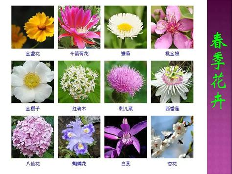 中国名贵花卉名称大全,_大山谷图库