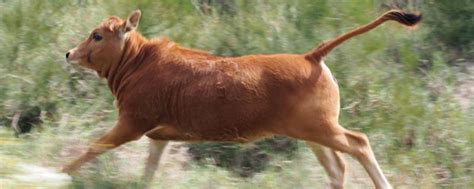 牛的尾巴长多少厘米，有何特点（牛的尾巴有多长?）_生活百科