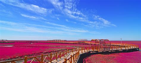 盘锦红海滩，位于辽河三角洲的盘锦市，有… - 高清图片，堆糖，美图壁纸兴趣社区